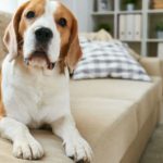Dicas para você quem tem cachorro em apartamento Dicas para você quem tem cachorro em apartamento