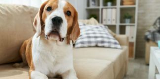 Dicas para você quem tem cachorro em apartamento Dicas para você quem tem cachorro em apartamento