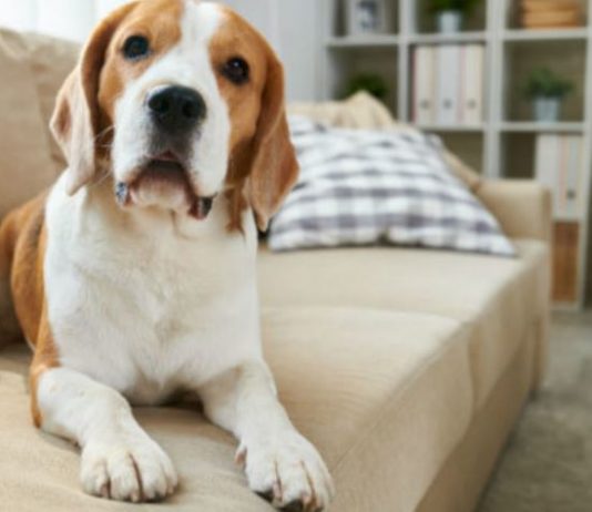 Dicas para você quem tem cachorro em apartamento Dicas para você quem tem cachorro em apartamento
